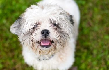 6 Fakta Menarik Tentang Anjing Shih Tzu yang Perlu Diketahui ...