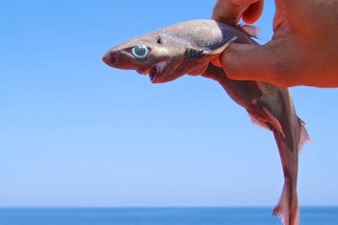 Spesies Hiu Lentera Baru dan Alasan Ikan Bercahaya