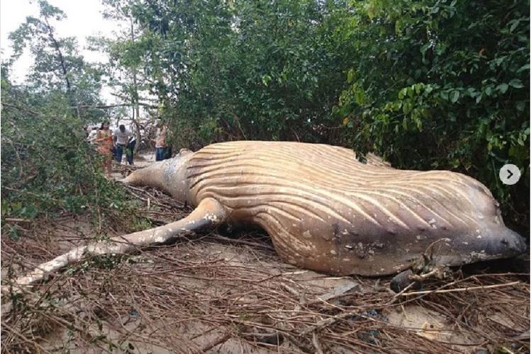 Paus bungkuk terdampar di hutan Amazon