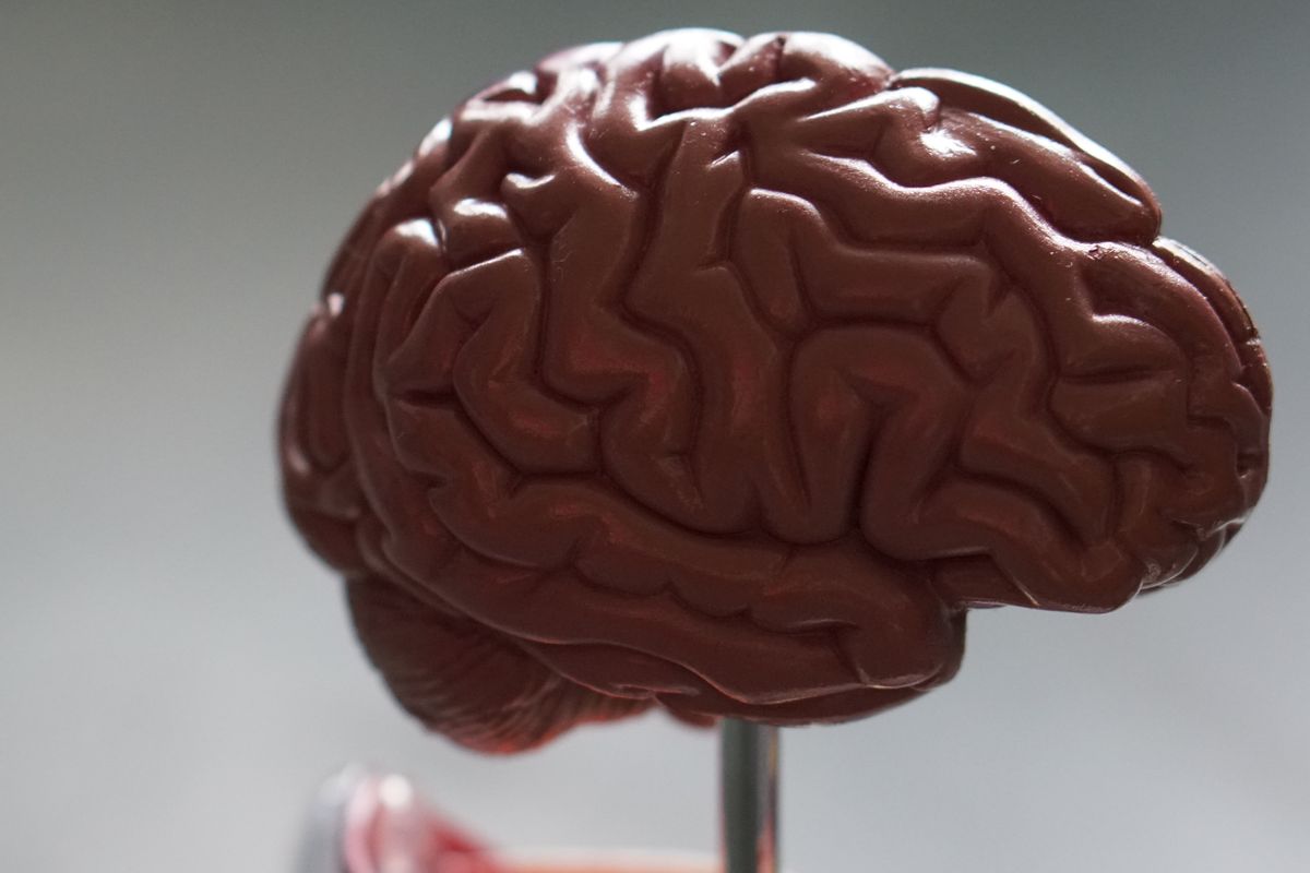 Kenali gejala dari tumor otak. Otak manusia