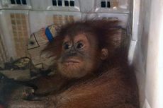 Penjual 2 Anak Orangutan via Bakauheni Ditangkap, Kamar Kontrakannya Jadi Gudang Penyimpanan Satwa