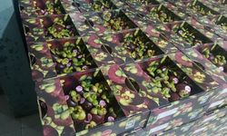 Java Fresh Perluas Ekspor ke China, Perkuat Riset untuk Perpanjang Masa Simpan Buah