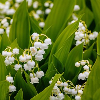 Ilustrasi bunga Lily of the Valley.