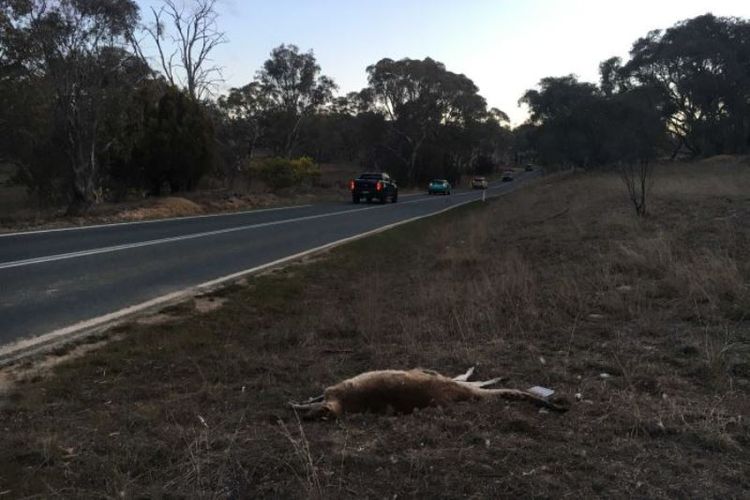 Penduduk Australia diminta tidak menangani kanguru yang terlihat mati di pinggir jalan. (ABC News: Tahlia Roy)