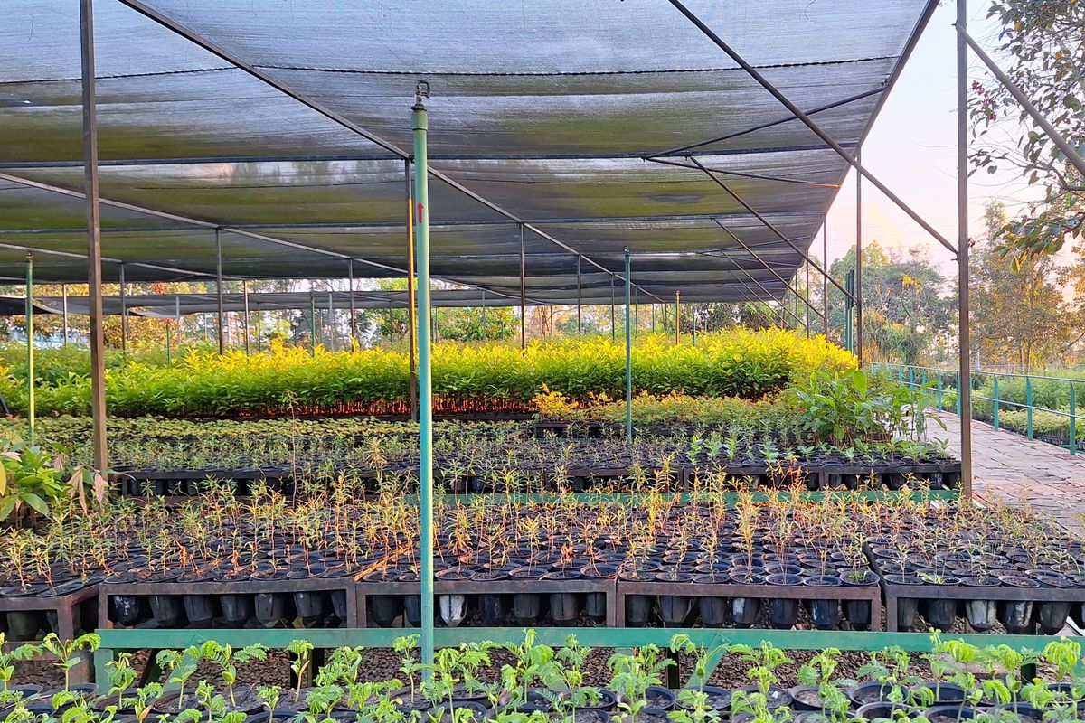 Pemandangan bibit tanaman yang terjaga dengan baik di Taman Kehati Sawerigading Wallacea. Fasilitas ini dibangun guna mendukung keberlanjutan ekosistem lokal melalui upaya konservasi dan rehabilitasi.