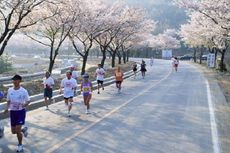 Berlari Marathon Sambil Melihat Pohon Sakura, Mau?