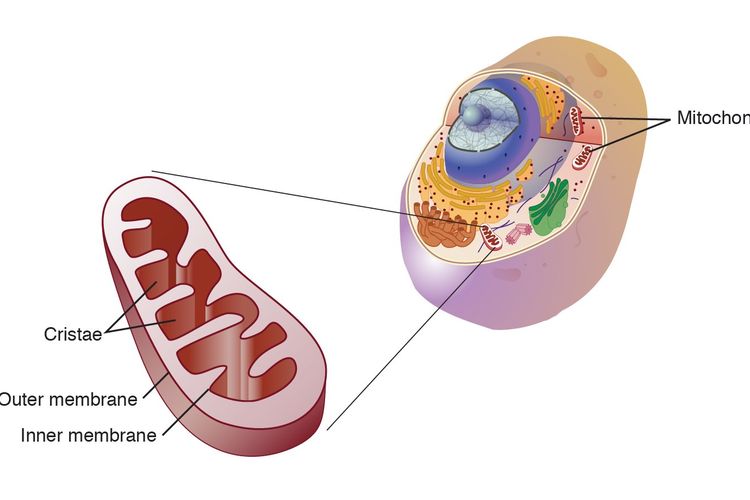 Ilustrasi struktur krista, membran dalam, dan membran luar mitokondria sel