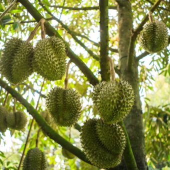 Ilustrasi tanaman durian