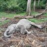 Anak Gajah Sumatera di Taman Wisata Alam Buluh Cina Riau Mati karena Virus