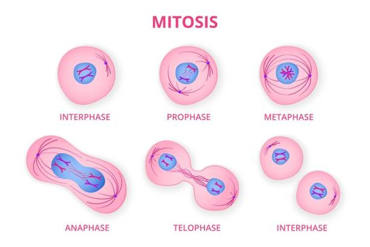 Ilustrasi proses pembelasan sel mitosis.