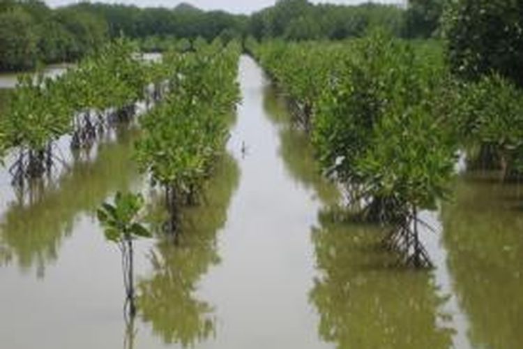 Penanaman mangrove menggunakan sistem berjarak di Desa Pantai Harapan Jaya, Kecamatan Muara Gembong, Kabupaten Bekasi. Selain mencegah abrasi, mangrove mengembalikan kembali fauna muara seperti ikan, udang, dan kepiting. Fauna tersebut menjadi sumber mata penghasilan masyarakat sekitar.