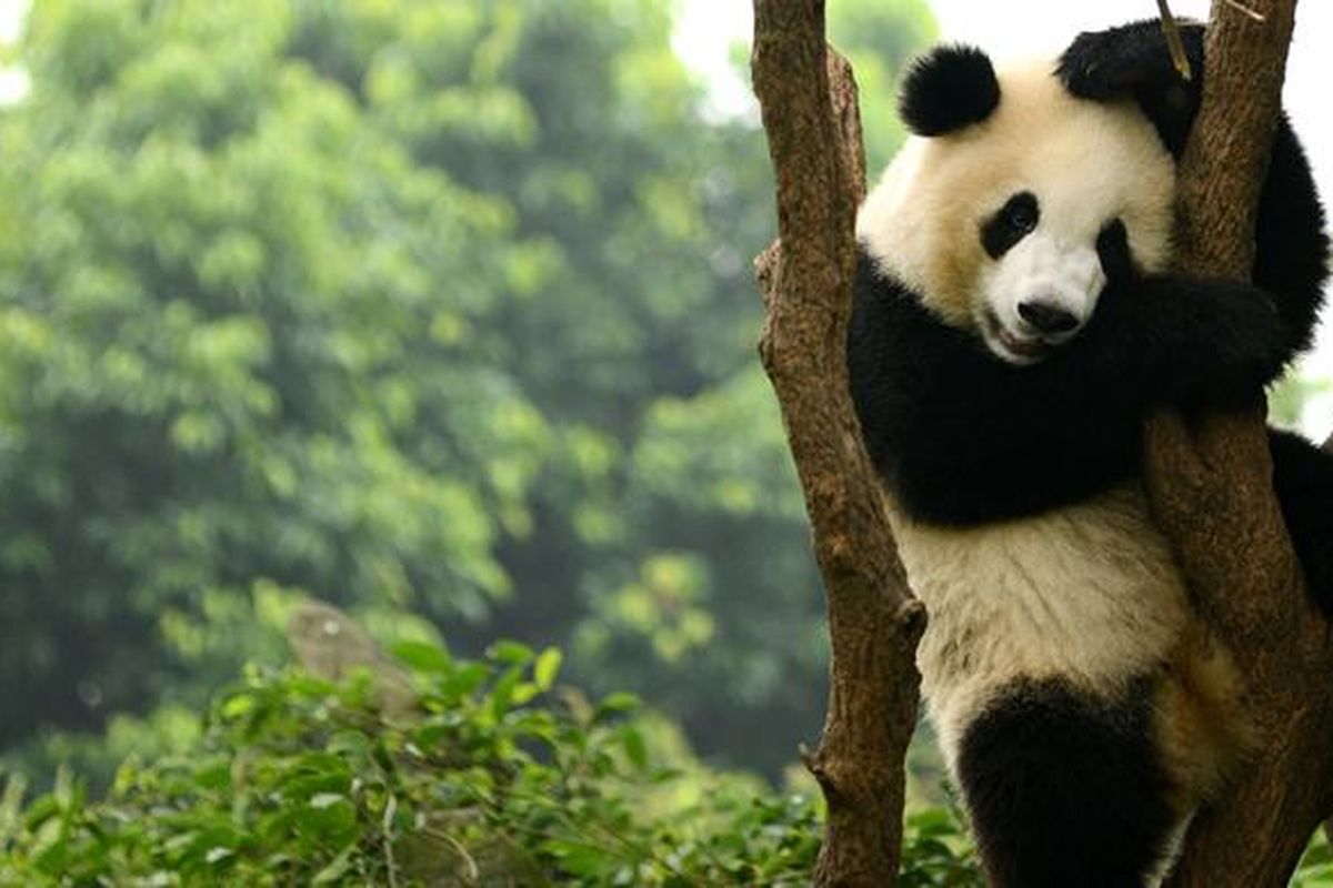 Panda di Chengdu, China.