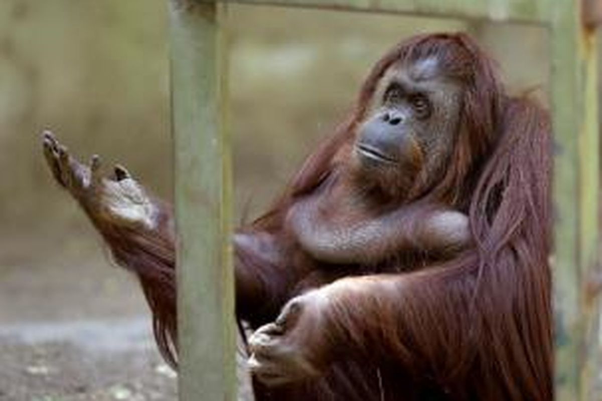 Sandra, orangutan berusia 29 tahun yang sudah 20 tahun dikurung di Kebun Binatang Buenos Aires