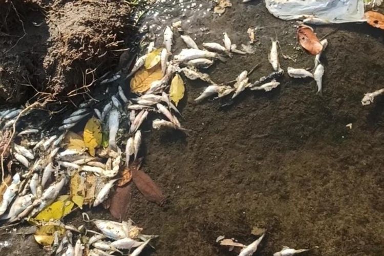 Ikan Sungai Bonggo di Kecamatan Karangmalang, Kabupaten Sragen, Jawa Tengah mati diduga diracun.