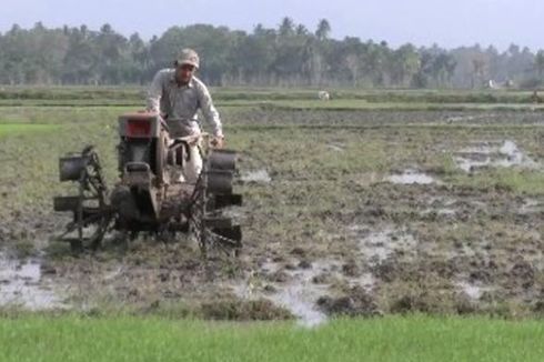 Tantangan Pertanian di Indonesia, Mulai dari Regenerasi Sampai Paradigma