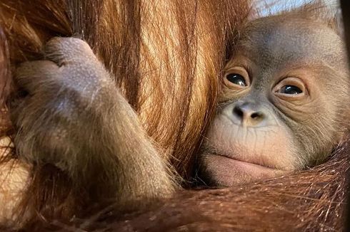 Langka, Orangutan Sumatera Berhasil Lahir di Kebun Binatang Belgia