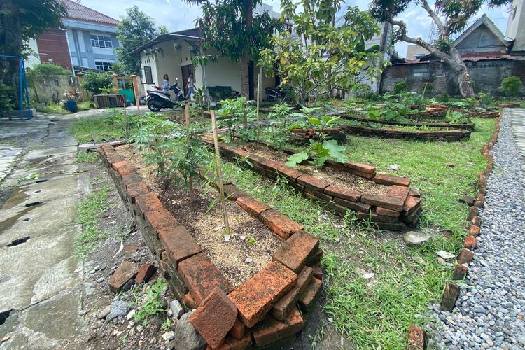 SD Swasta di Solo Punya Kebun Sirkular untuk Makan Bergizi Siswa, Bantah Tandingi MBG Pemerintah