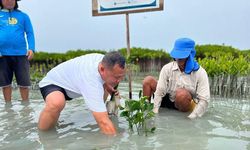 Serunya Tanam Bibit Mangrove di Pulau Harapan, Wisata Penuh Edukasi