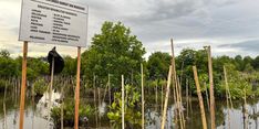 Rehabilitasi Mangrove di Sorong Bantu Perekonomian Warga