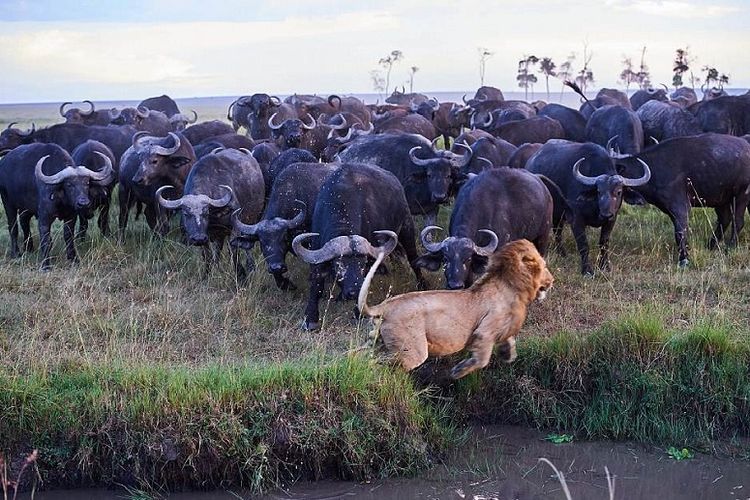 Seekor singa jantan terpaksa kabur untuk menyelamatkan diri saat diserang sekelompok kerbau afrika.