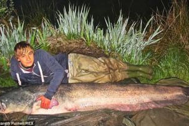 Will Sudder (14), berfoto dengan ikan lele raksasa hasil tangkapannya.