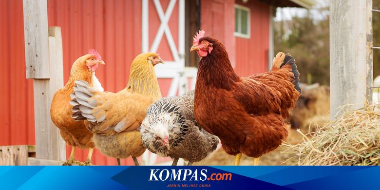 Orang Tuanya Meninggal, Bocah Ini Tumbuh di Kandang dan Akhirnya Berperilaku seperti Ayam