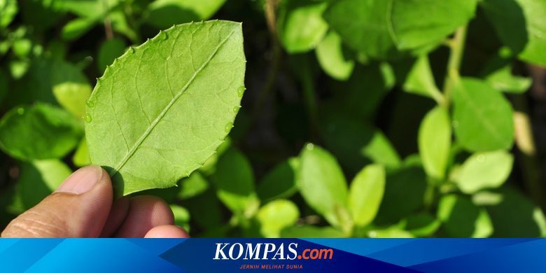 Beluntas: Tanaman Lalapan Kaya Manfaat yang Terbukti Secara Ilmiah