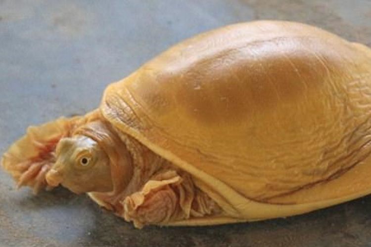 Kura-kura emas yang ditemukan di Nepal diyakini sebagai jelmaan Dewa Wisnu dalam mitologi Hindu.