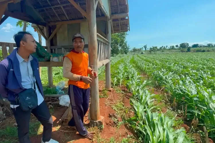 3 Rusa Timor Pertamina Lepas di Tuban, Petani Resah Tanaman Bawang Rusak