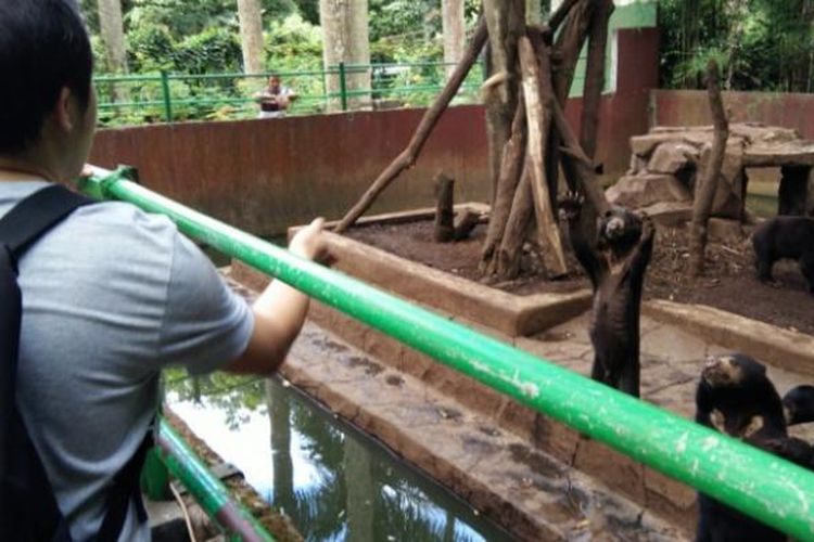 Salah seorang pengunjung saat memberikan buah-buahan kepada beruang madu di Kebun Binatang Bandung, Kamis (19/1/2017). KOMPAS.com/DENDI RAMDHANI