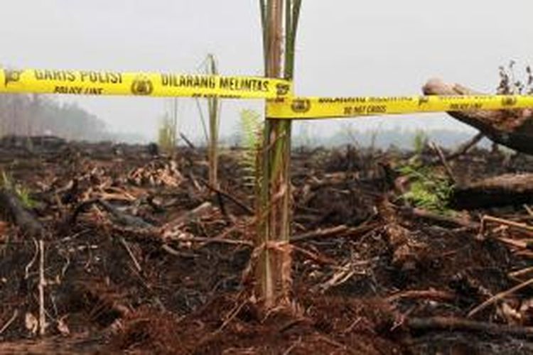 Lahan gambut yang ditanami sawit usai dibakar disegel oleh Kepolisian dan Kementerian Kehutanan dan Lingkungan Hidup (2810/2015). 