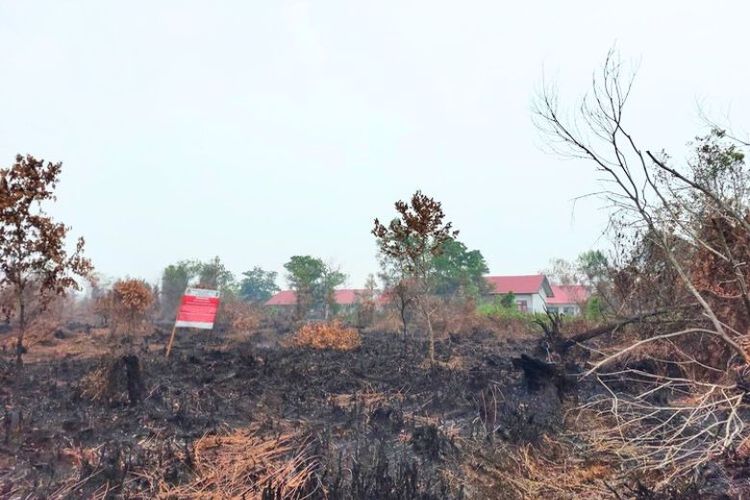 Bekas kebakaran hutan di Kalimantan