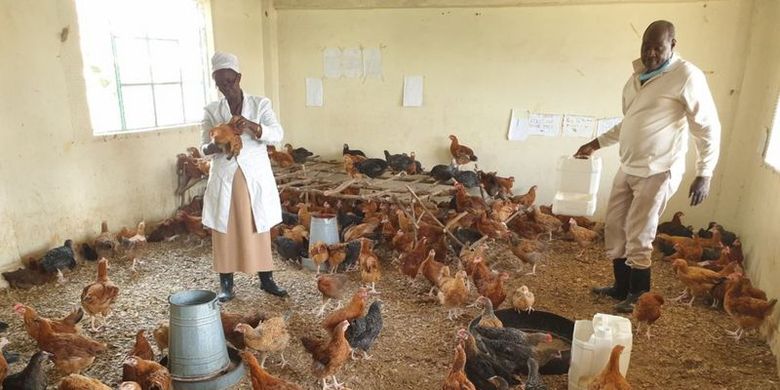Joseph Maina, pemilik sekolah di Kenya, ketika mengubah ruang kelas menjadi peternakan ayam sebagai salah satu upaya menyambung hidup di tengah wabah Covid-19.