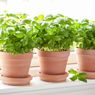 5 Tanaman Herbal yang Tumbuh Subur di Balkon