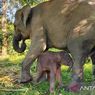 TN Way Kambas Sambut Kelahiran Bayi Gajah Betina, Berat 64 Kilogram