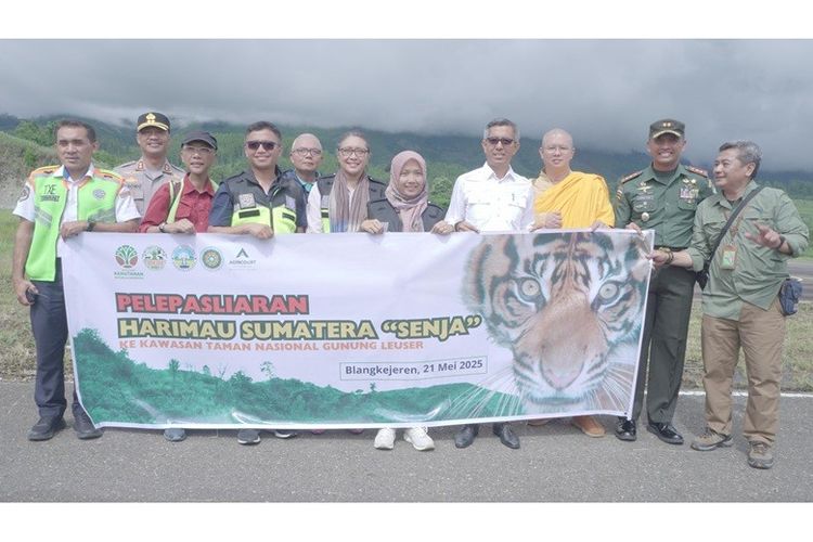 Agincourt Resources Fasilitasi Helikopter untuk Bantu Pelepasliaran Harimau Sumatera di TNGL