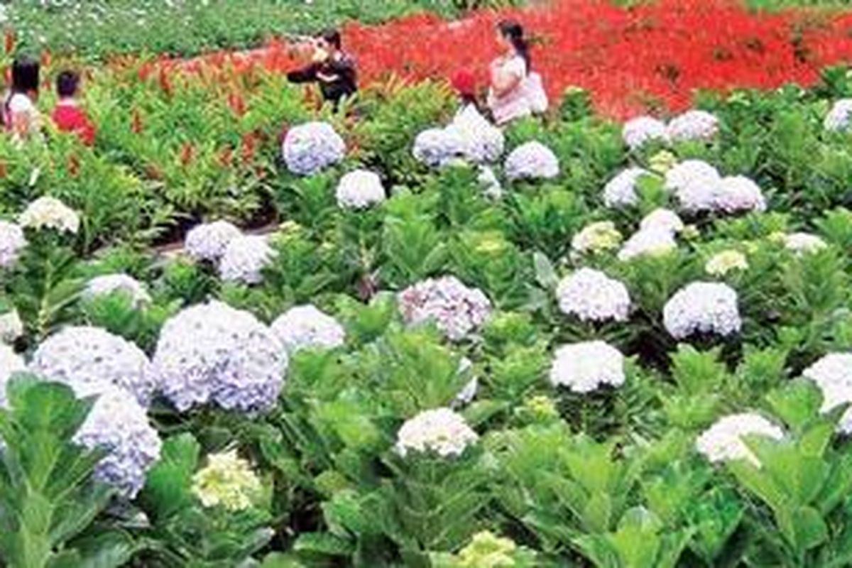 Sejumlah pengunjung menikmati hamparan kebun bunga di Taman Rekreasi, Hotel, dan Restoran Selecta, Batu, Jawa Timur, Selasa (29/3/2011). Sedikit yang tahu bahwa kawasan itu ternyata dikagumi Bung Karno dan menjadi bagian penting perjalanan pemikiran presiden pertama RI itu.
