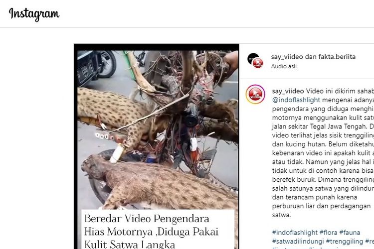 Tangkapan layar soal video viral pengendara sepeda motor yang modifikasi motor dengan ornamen hewan yang diduga satwa dilindungi.