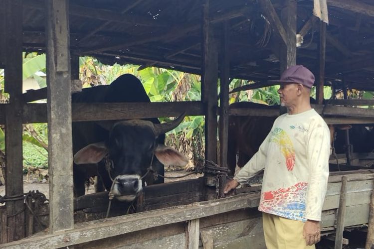 Afrizal (62) memperlihatkan sapi Brangus miliknya yang dibeli Presiden Jokowi untuk kurban di Riau, di tempat peternakannya di Jalan Purwodadi, Kelurahan Tuah Madani, Kecamatan Tuah Madani, Kota Pekanbaru, Riau, Kamis (6/6/2024).