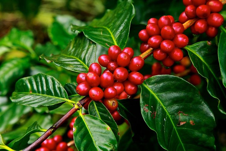 Buah cherry kopi, bentuk buah kopi