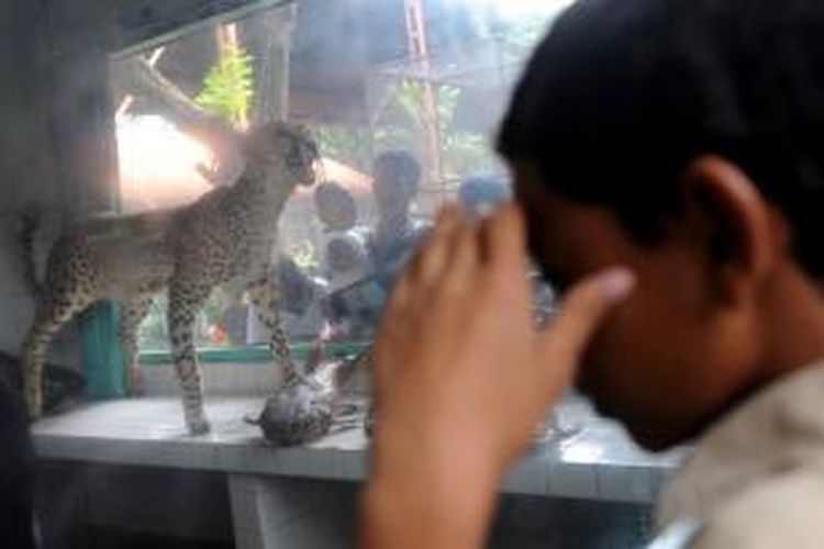 Pengunjung melihat diorama yang memuat binatang yang diawetkan di Kebun Binatang Surabaya (KBS), Rabu (30/5/2012).  