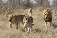 14 Ekor Singa Dilaporkan Lepas dari Taman Nasional di Afrika Selatan