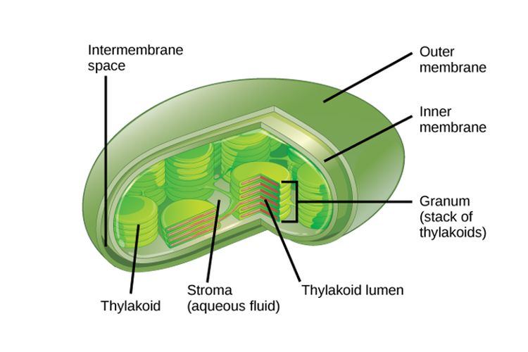 Stroma organel terdapat dan yang tilakoid tumbuhan Kloroplas: Ciri