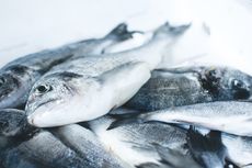 Cara Menghilangkan Bau Amis Ikan dari Kulkas dan Freezer