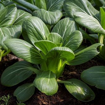 llustrasi pakcoy atau bok choy, menanam pakcoy.