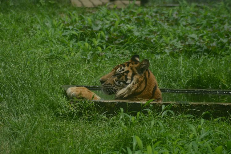 Seekor harimau sumatera berendam di kolam di kandangnya di Kebun Binatang Medan (Medan Zoo), Sabtu, 27 Februari 2016. Sejak penutupan, Medan Zoo kini menggalang koin donasi untuk kebutuhan makanan satwa.