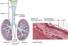 Silia pada Trakea: Pengertian dan Fungsinya