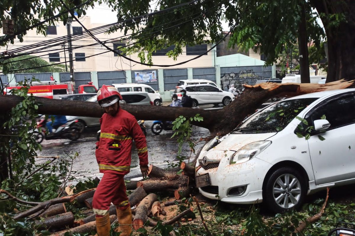 Pohon di Jalan HOS Cokroaminoto, Larangan Utara, Larangan, Kota Tangerang, pada Rabu (18/5/2022) sore, tumbang hingga menimpa dua unit mobil.