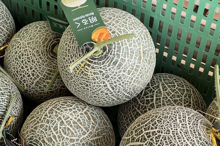 Melon di Kebun Melon Akaruku, Cisauk.