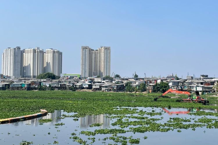 Penampakan tanaman air eceng gondok yang memadati salah satu pinggir Waduk Pluit, Penjaringan, Jakarta Utara pada Rabu (19/7/2023).